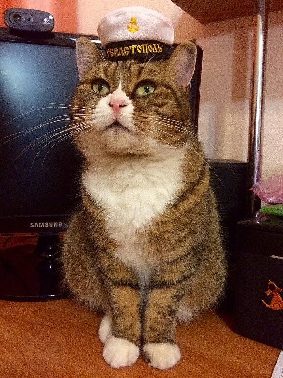 Кошка Буба