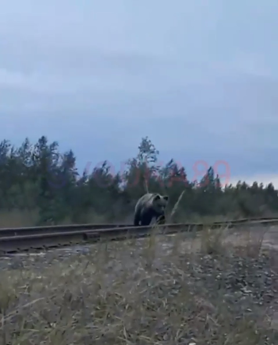 Медведь сначала пересек железную дорогу, но после вернулся, посмотрел на женщину и ушел от нее прочь. Скриншот видео