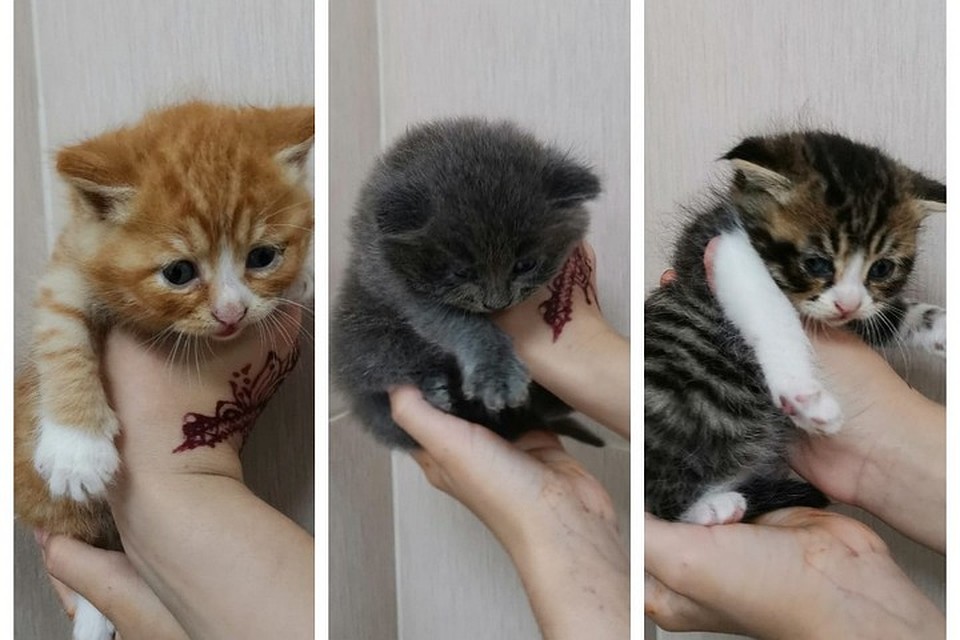 На снимке котята, которые стали Егору братьями.