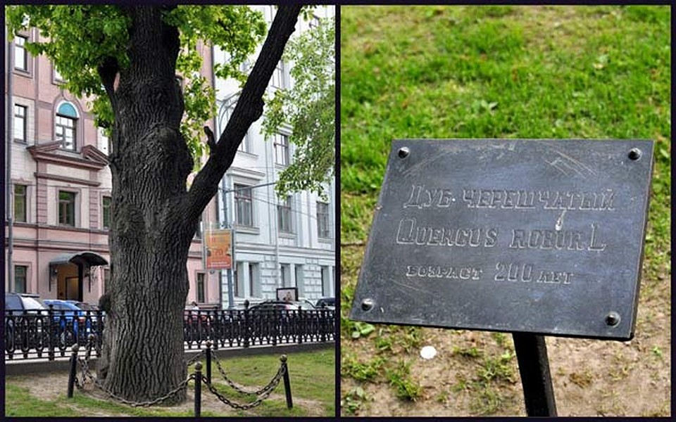 Москва. Пушкинский дуб.