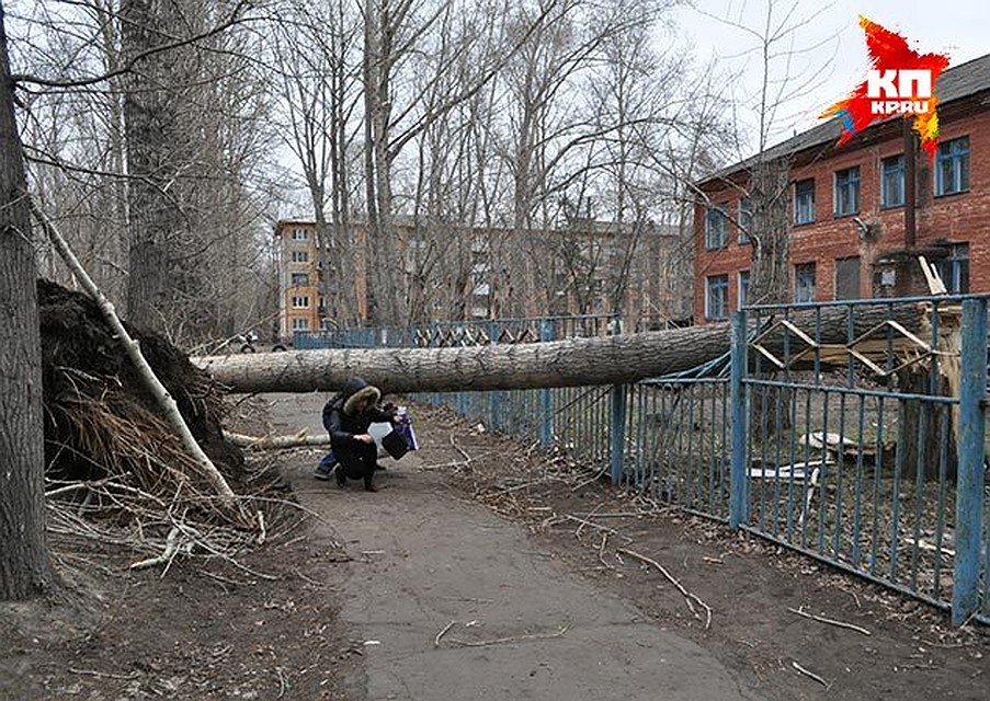 От стихии серьезно пострадали несколько детских садов. Например, с 93-го в старом Кировске сорвало крышу, а у 312-го в Нефтяниках 3 упавших тополя погнули забор Фото: Татьяна ЭЙХМАН