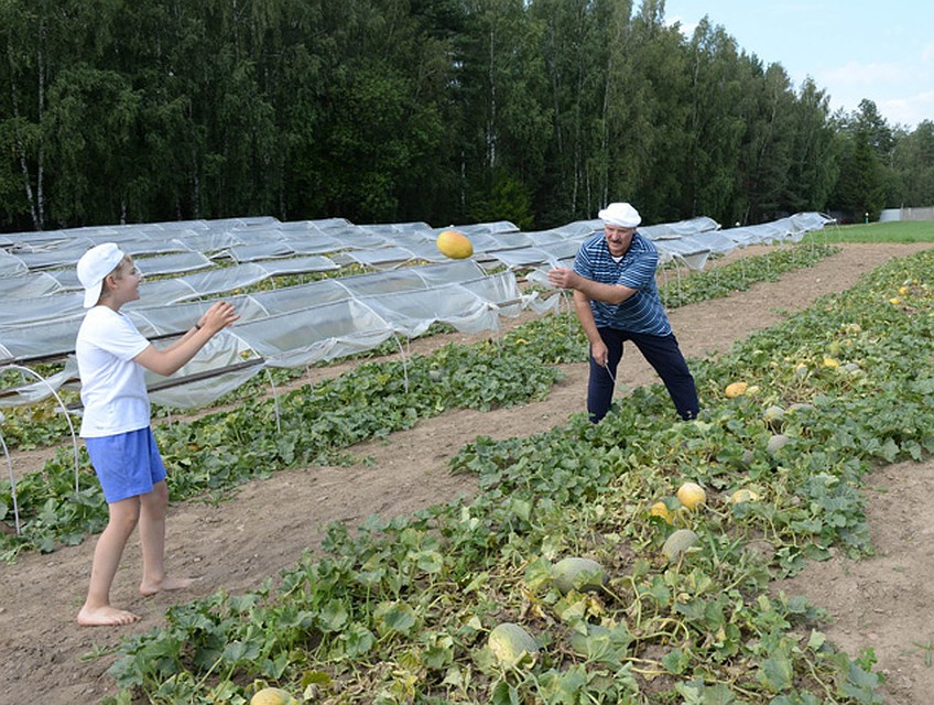На президентском поле выращивают еще и дыни. ФОТО: БелТА.