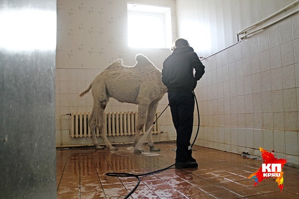 Фото: Олеся МОЛЧАНОВА