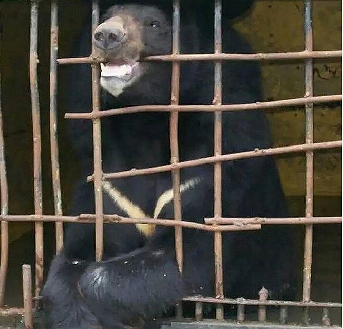 Медведям страшно, к тому же они очень устали. Фото: соцсети