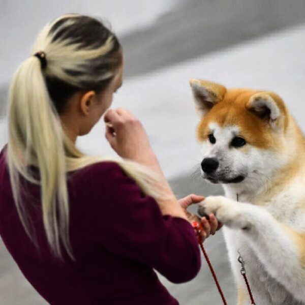 Международная выставка собак всех пород