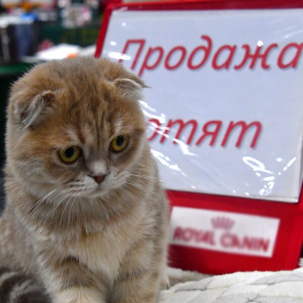 Выставка-продажа котят «Баст»