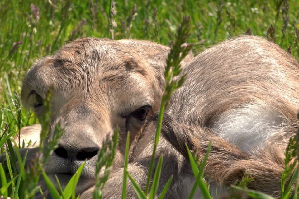 В Московском зоопарке родились три детеныша джейрана