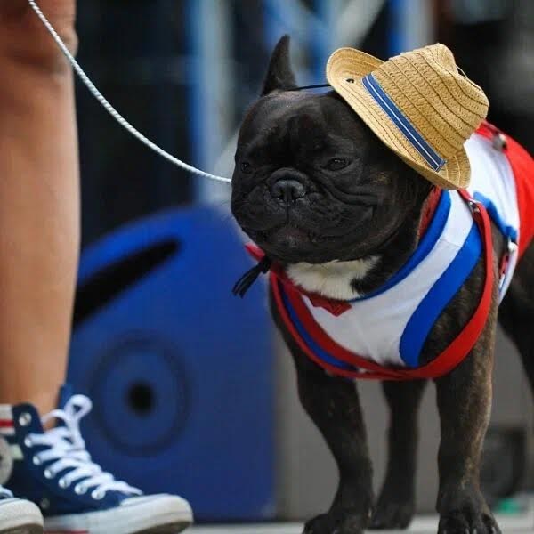 Парад французских бульдогов