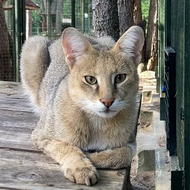 В филиале московского зоопарка впервые появилась камышовая кошка