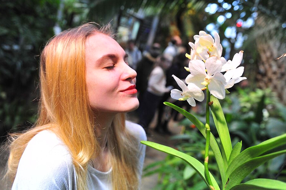 Где в зимней Москве найти тропики: ловим волну — в «Лужниках», любуемся цветами — в Аптекарском огороде