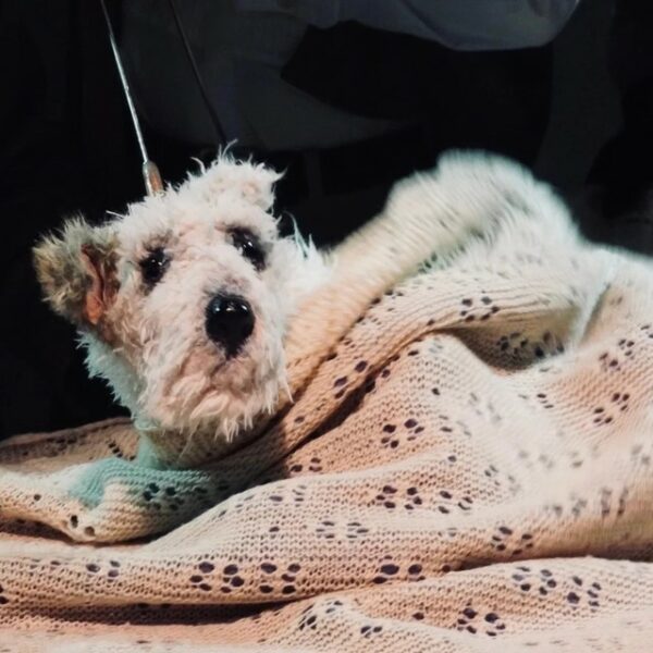 Спектакль «Дневник фокса Микки»