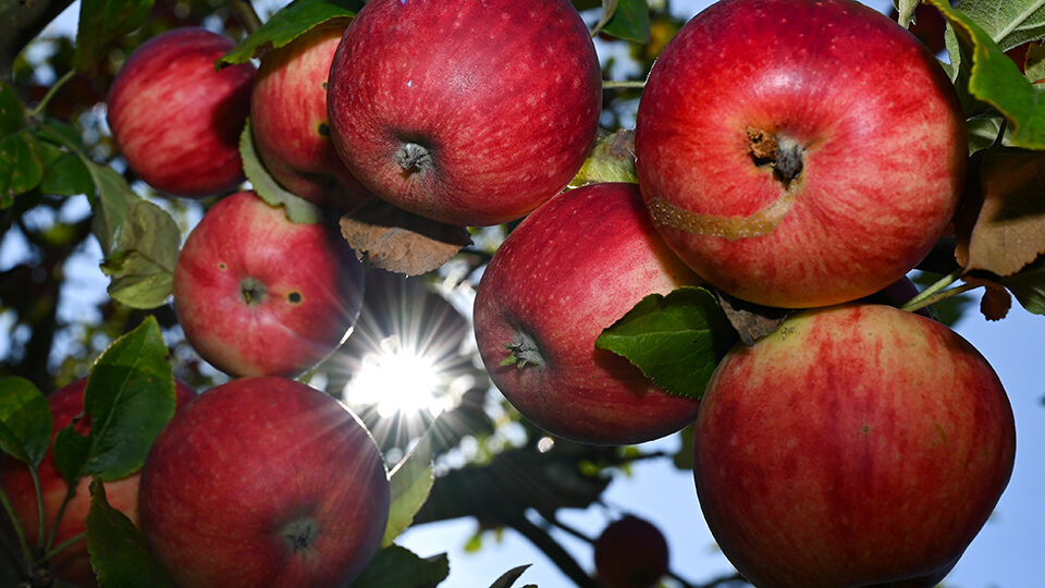 Яблочная диета