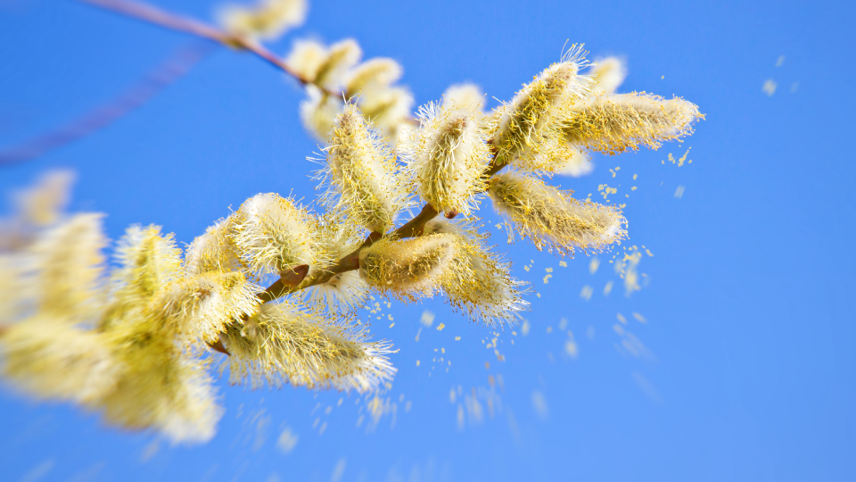 Аллергия на пыльцу у взрослых
