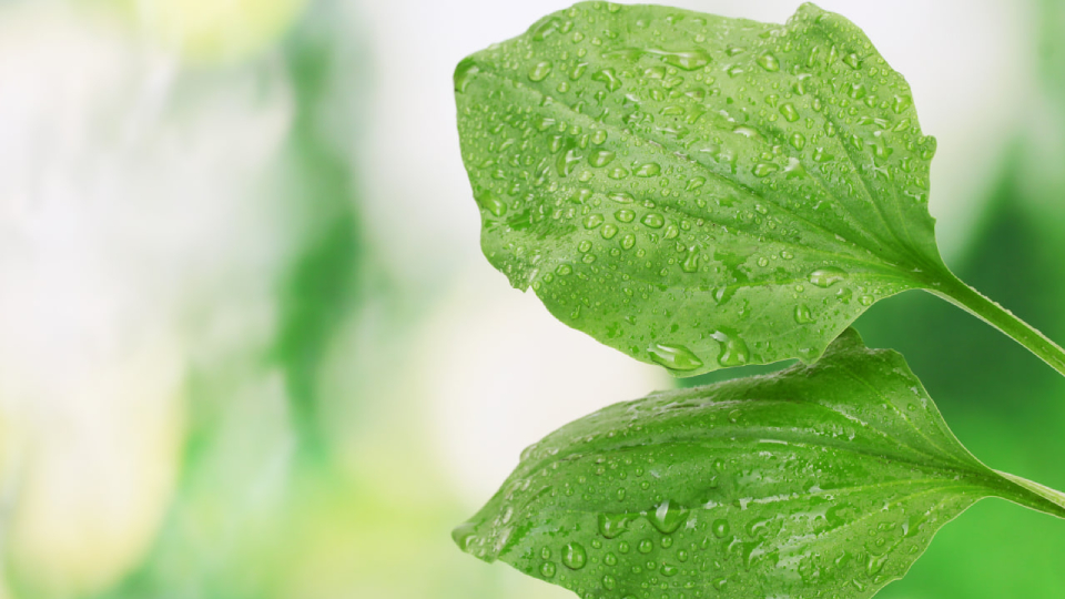 Листья подорожника