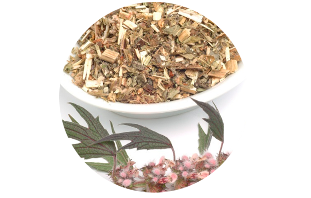 Пустырник. Фото: Pixabay