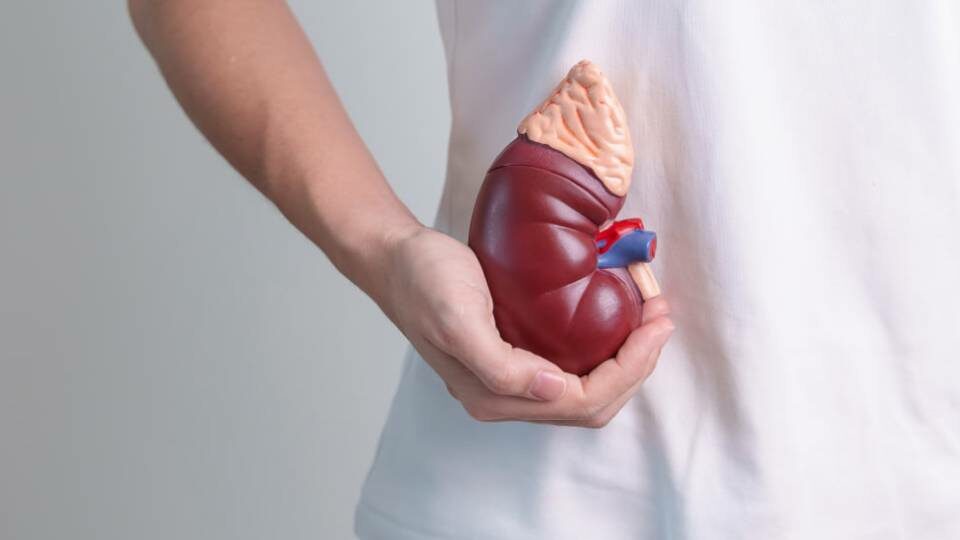 Надпочечники человека