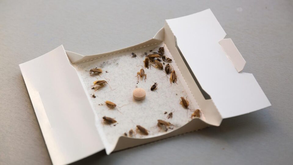 Cамодельные ловушки. Фото: Michal Ludwiczak / Shutterstock / Fotodom