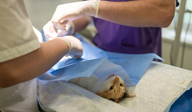 Рвота у кошки