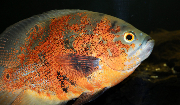 Астронотусы