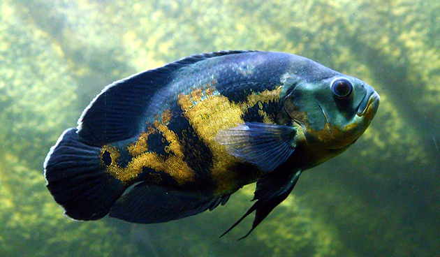 Астронотусы