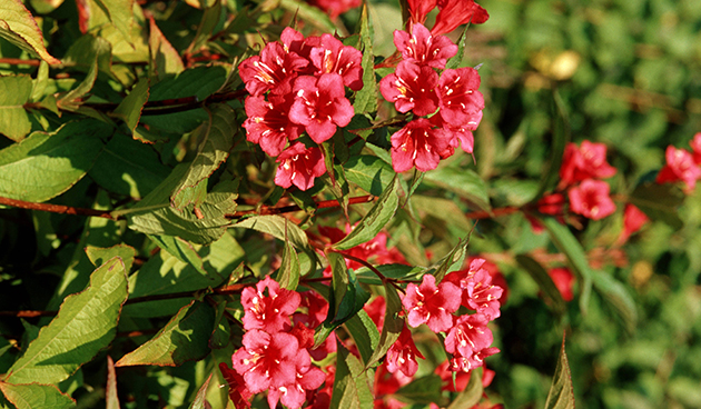 Вейгела гибридная (Weigela hybrida)