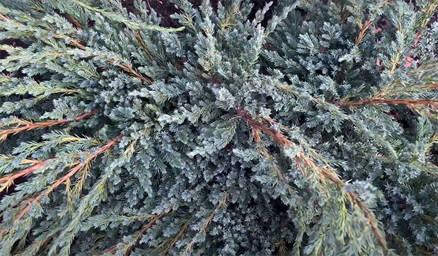 Можжевельник Блю Карпет