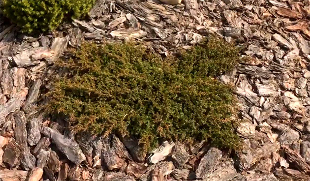 Можжевельник Грин Карпет