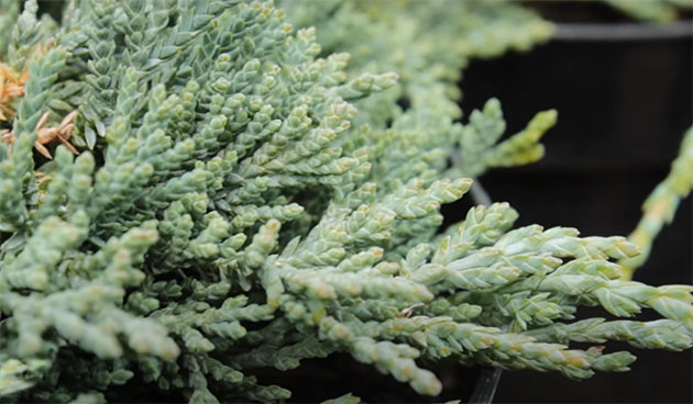 Можжевельник Айси Блю