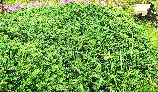 Можжевельник Принц Уэльса