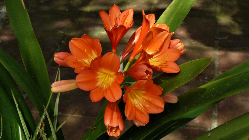 Кливия
