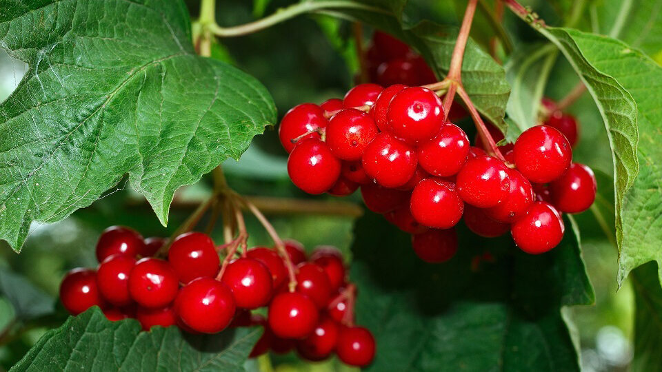 Калина: польза и вред для здоровья