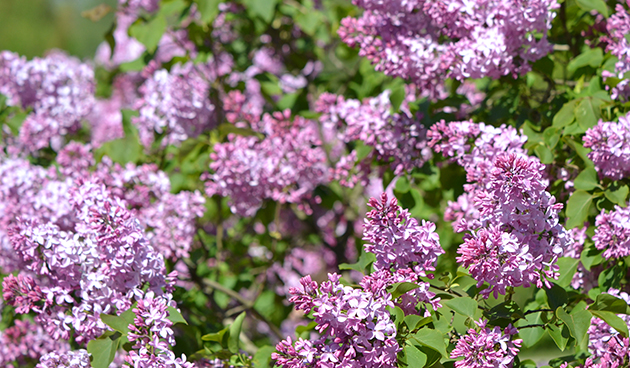 Бюффон (Buffon)