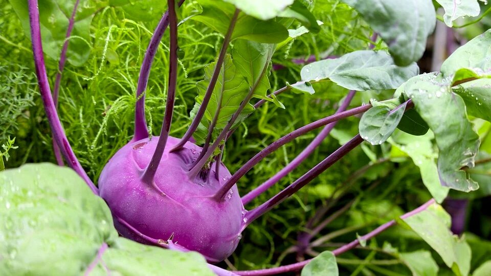 Капуста кольраби: как вырастить хороший урожай