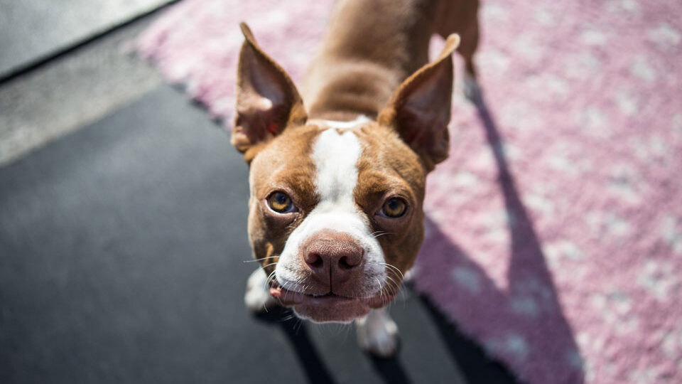 Бостон-терьер собака