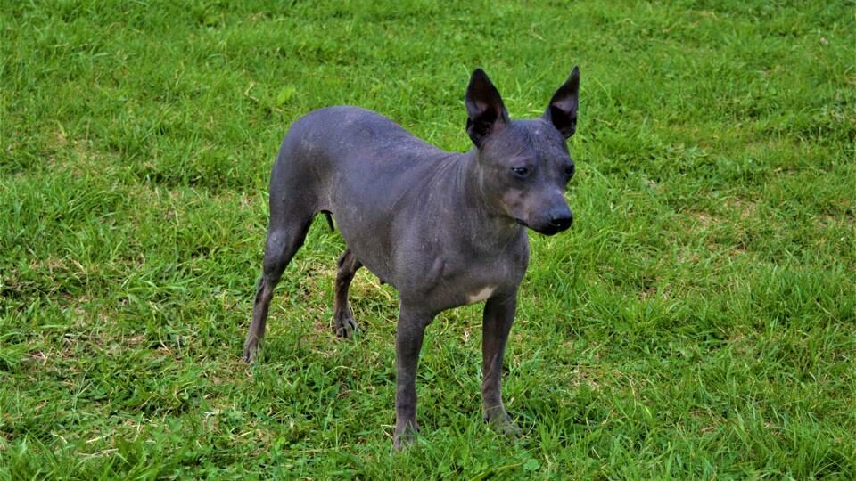 Американский голый терьер
