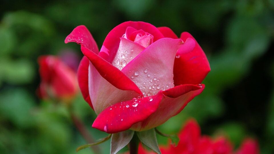 Лучшие удобрения для роз