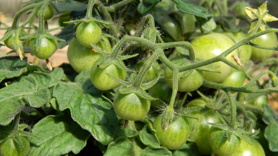 Формирование томатов