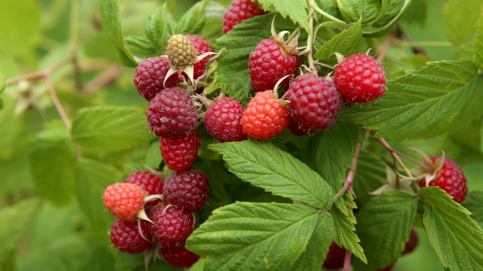 Лучшие сорта малины: описание и фотографии