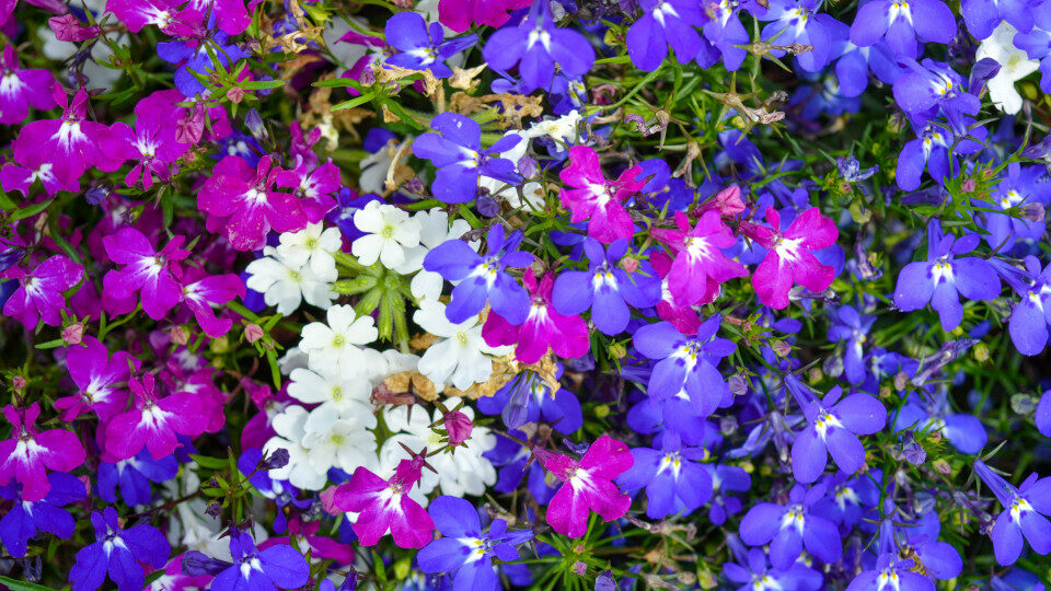 Lobelia