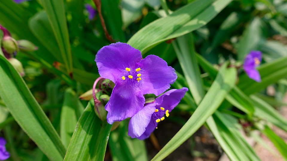 Традесканция садовая