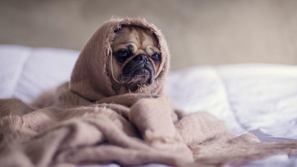 Особенные породы собак, которым нужно внимание ветеринара