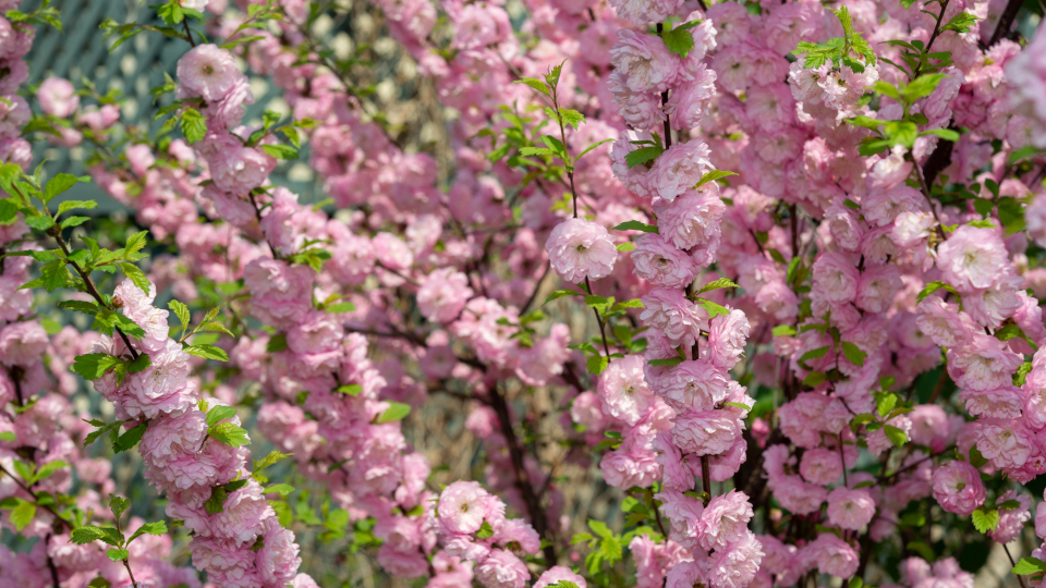 Миндальное дерево