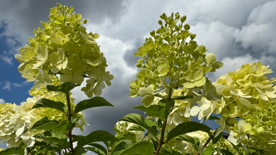 Гортензия Мохито