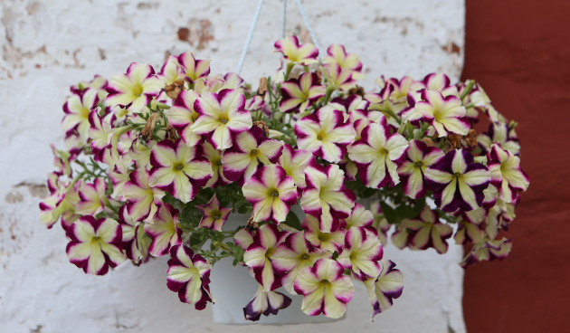 Сорта петунии ампельной