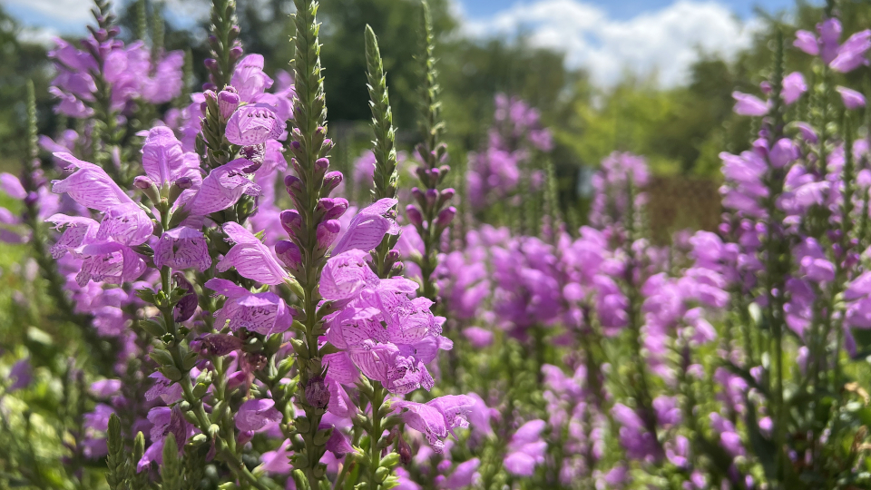 Физостегия