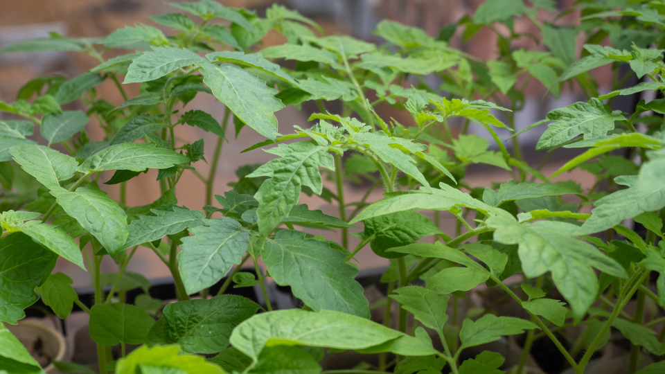 Подкормка рассады томатов после пикировки