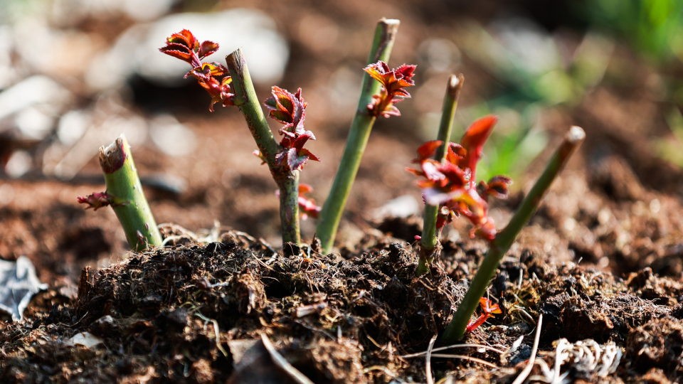 Как посадить розу в открытый грунт и в домашних условиях