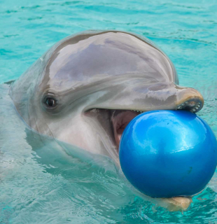 дельфин с мячом