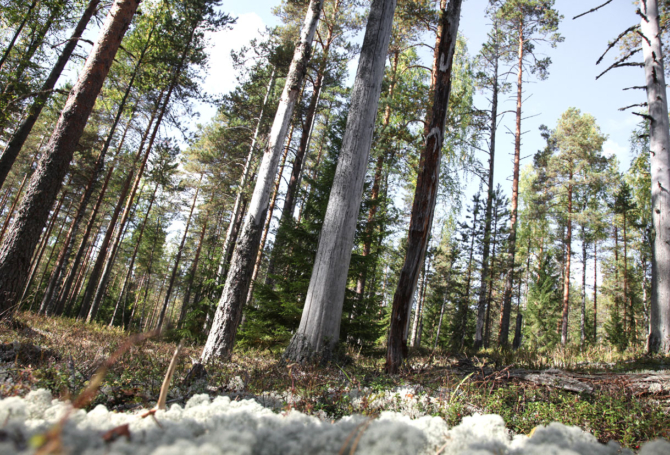 лес