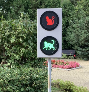 кошачий светофор